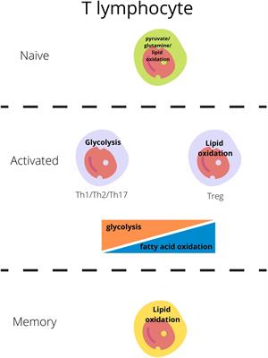 T regulatory cells metabolism: The influence on functional properties and treatment potential